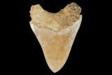 Serrated, Fossil Megalodon Tooth - West Java, Indonesia #145247-1
